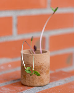 Cork Container for Plants