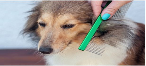 dog types of brushes