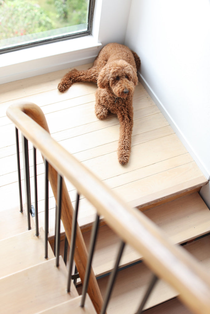Brown standard poodle dog on wood floors in stairwell in Faunamade blog post