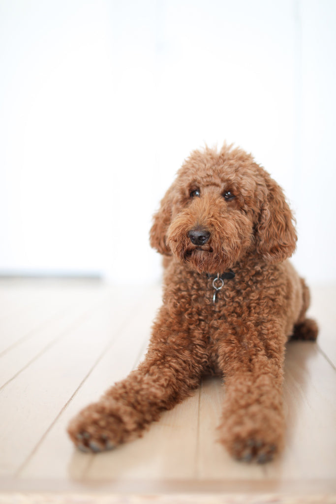 Brown standard poodle on wood floor in Faunamade blog post