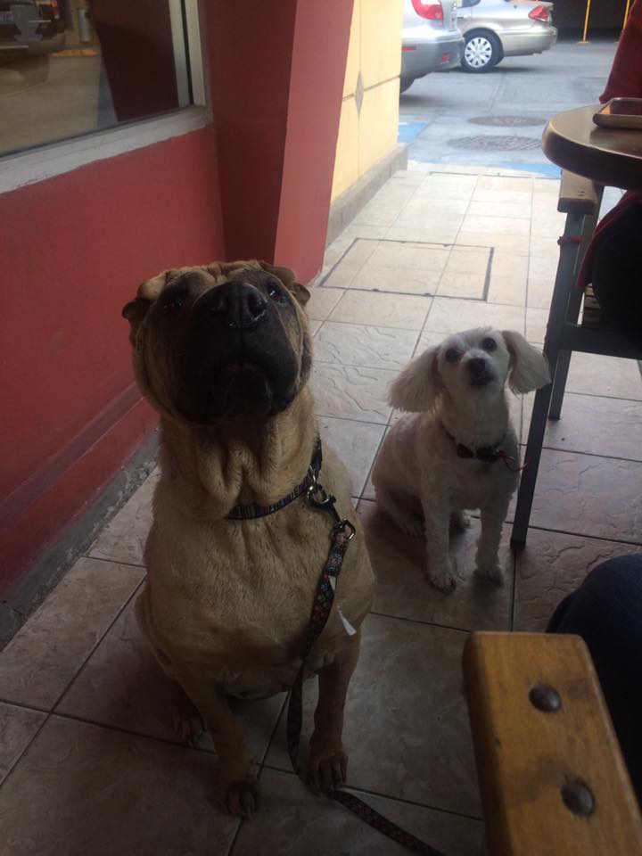 cafeteria-pet-friendly-tijuana