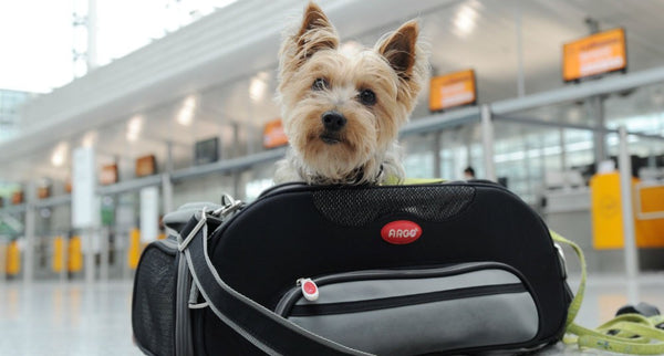 viajar-en-avion-con-mascota