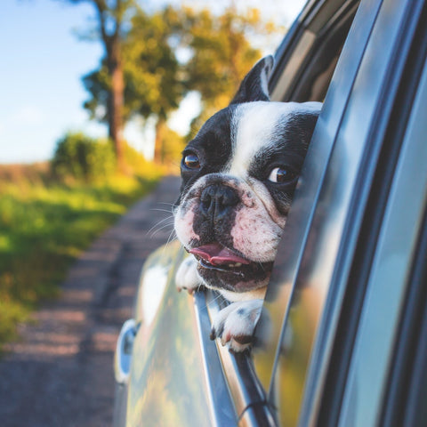 doggy car asiento para perros