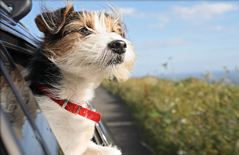 Mi perro se marea en el carro