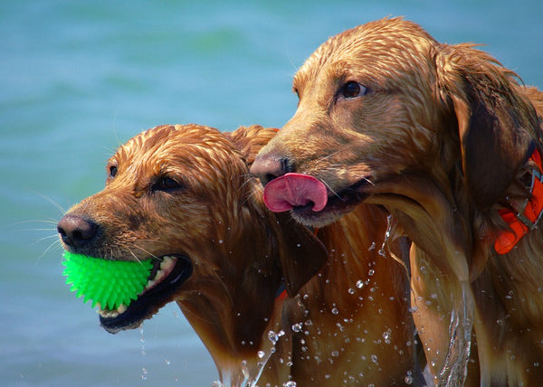 playa-mascotas-tips