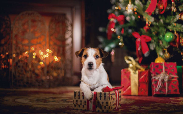 regalar mascotas en navidad