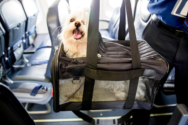 viajar en avión con mascota