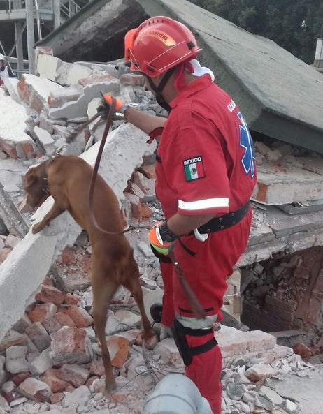 PERROS RESCATISTAS SISMO MÉXICO