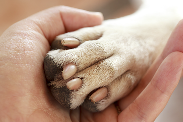 como-cortar-uñas-mascota