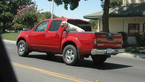 Dog dangerously travelling  unrestrained in a pickup truck bed. 
