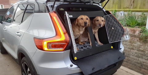 Two ladradors in our Volvo XC40 Dog Car Crate