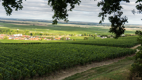 Le Mesnil-sur-Oger, terre de grands champagnes