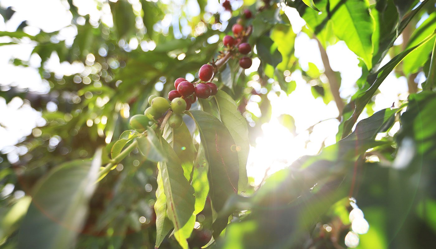 Coffee cherry on a tree in KONA