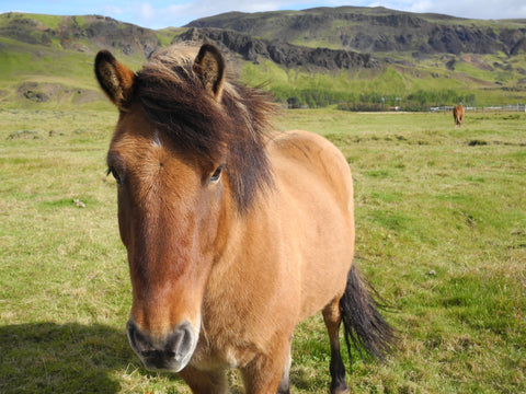 Cute horses inspire funky sock designs