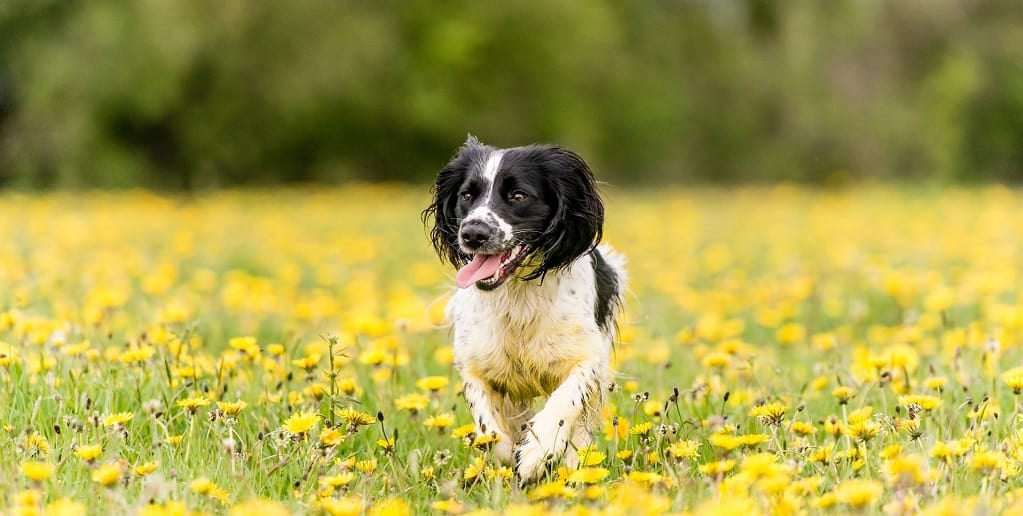 where do mites come from dogs