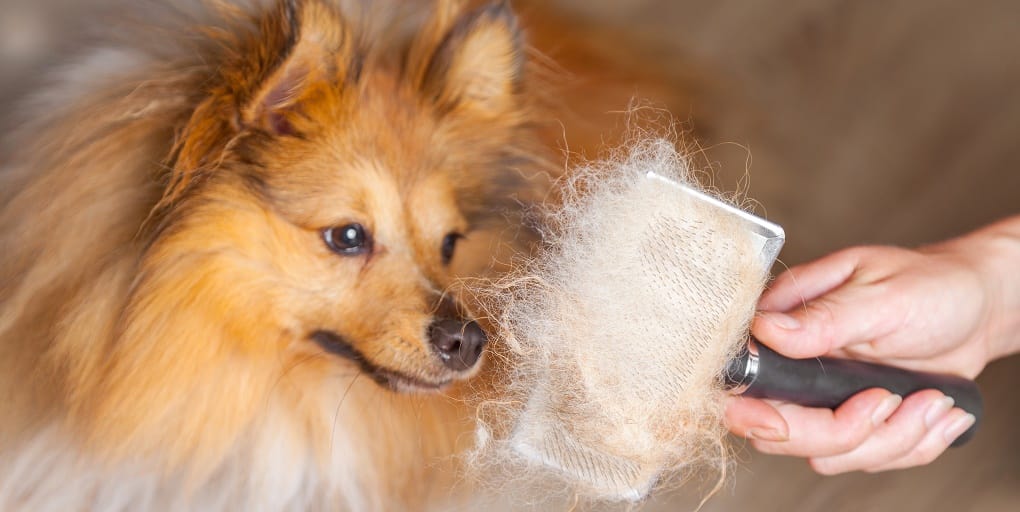 how can i make my dogs hair fluffy