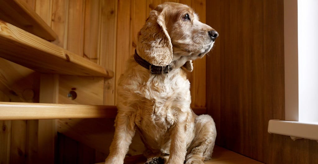 can dogs climb stairs