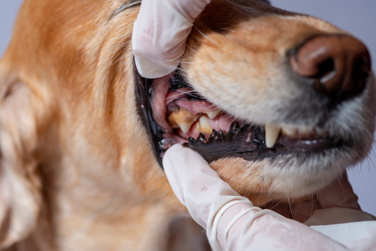 is periodontal disease curable in dogs