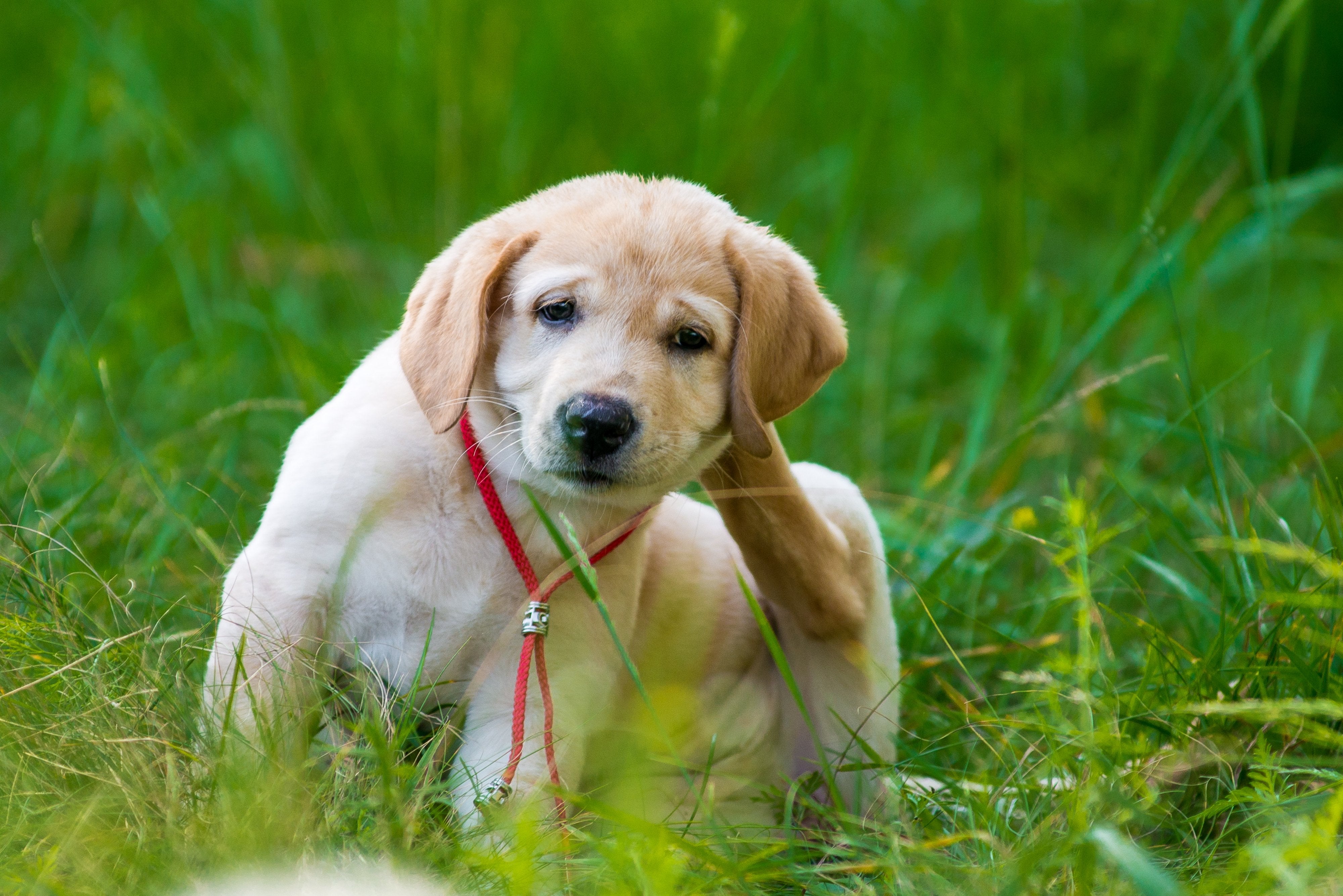 is it normal for a puppy to have dandruff