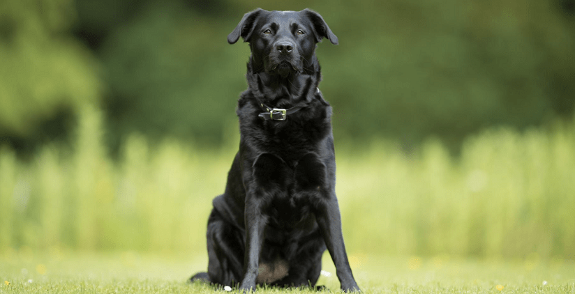 Adult Black Labrador sitting
