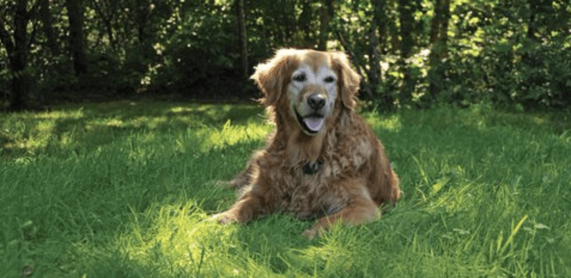 Senior Labrador lying down