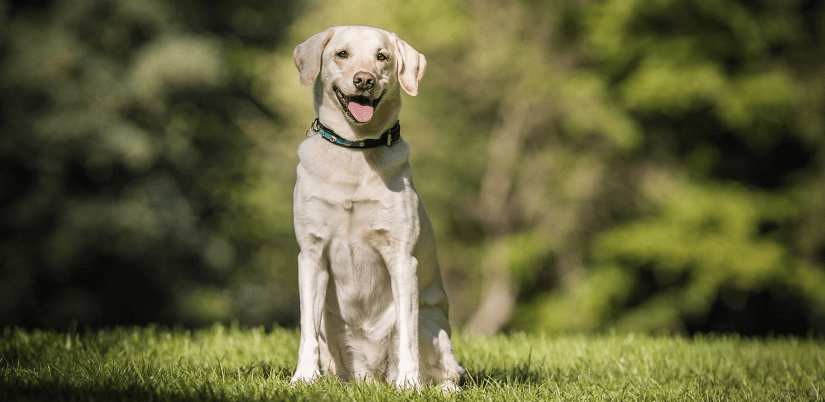 Adolescent Labrador sitting