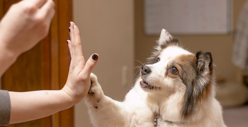 A high fiving dog