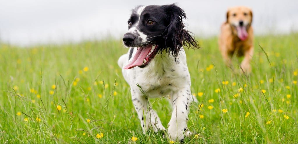 Collie with friend in daisies