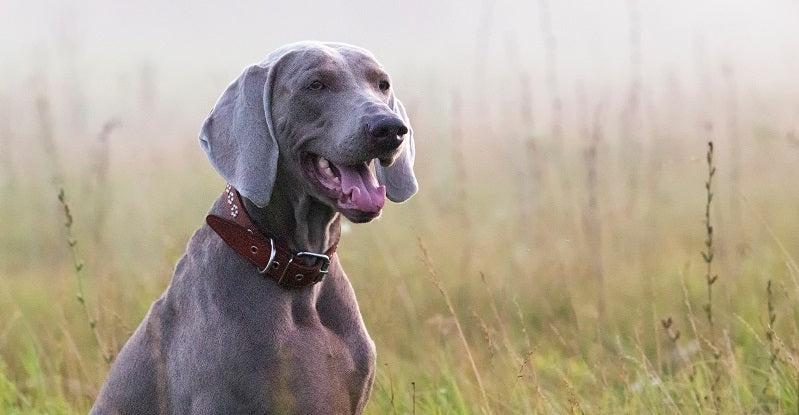 Young dog in the mist