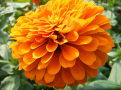 cempasuchil orange mexican marigold