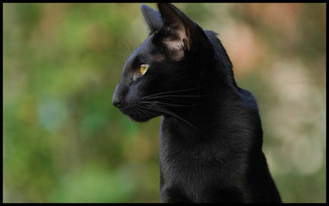 elegant black cat