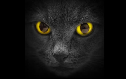 dark evil black cat