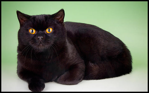 exotic black cat