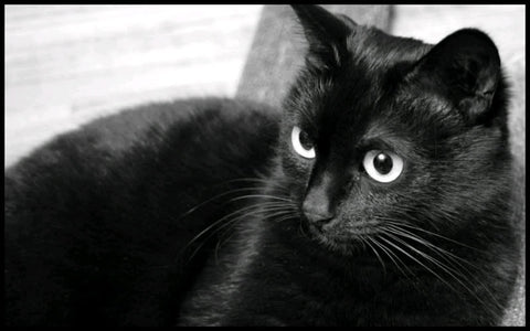 female black cat