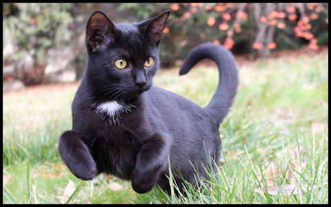 male black cat