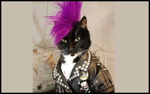 punk black cat with mohawk and leather jacket