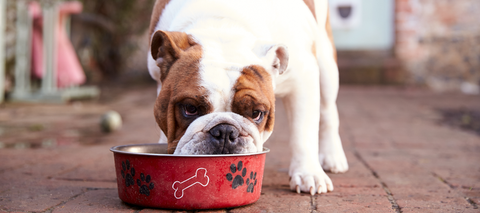 dogwithfoodbowl