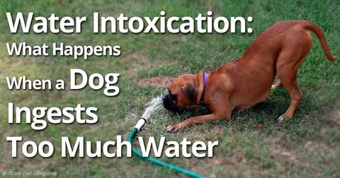 waterintoxication