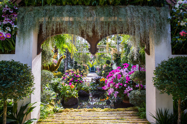 new york botanical gardens orchid show