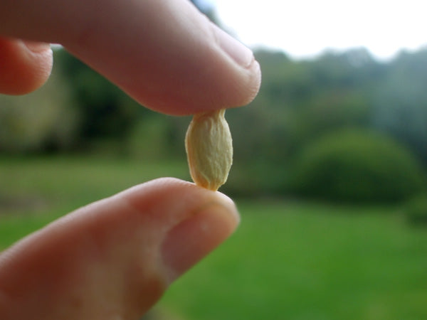 bergamot seed in new zealand
