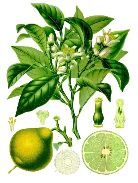 Botanical bergamot orange illustration