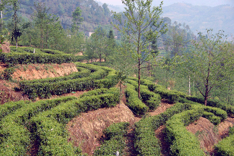 biodiverse tea gardens