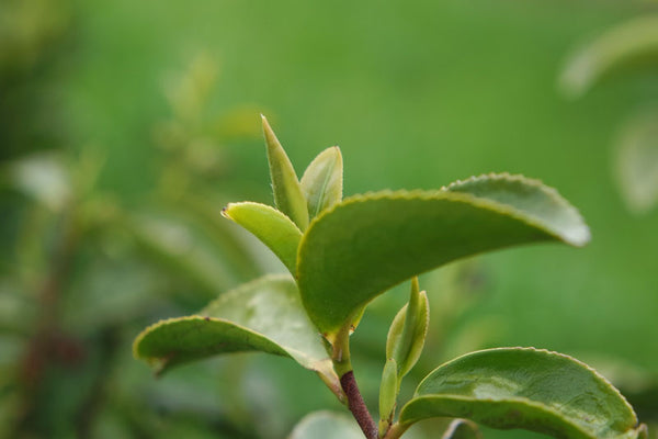 Tea Plant Tauranga Bay of Plenty New Zealand