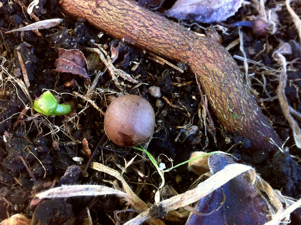 Tea Seed Tauranga Bay of Plenty New Zealand