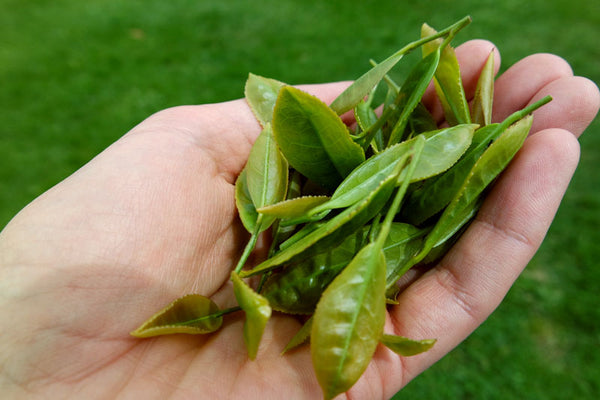 new spring tea picked new zealand