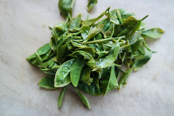 making green tea steamed leaves
