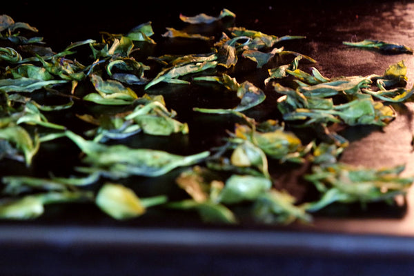 how to make tea drying leaves