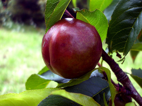 Informal Tea summer nectarine tea idea