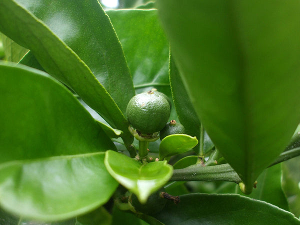 Informal Tea citrus organce tea idea