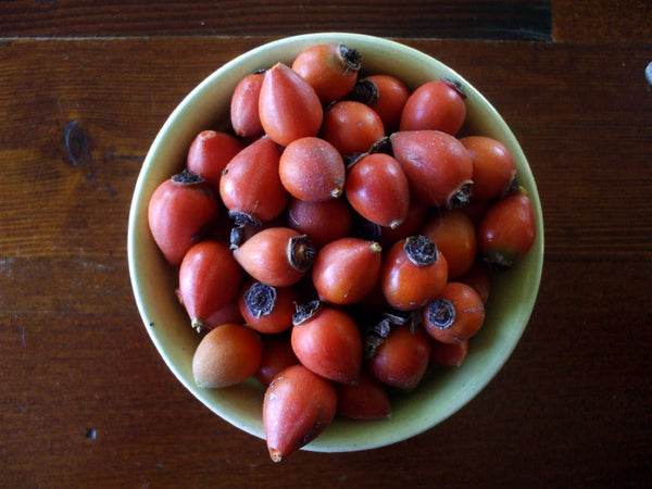 collected rosehips in a bowl